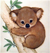 koala