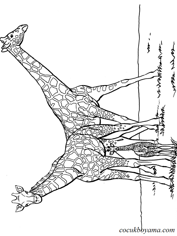 zurafa-5