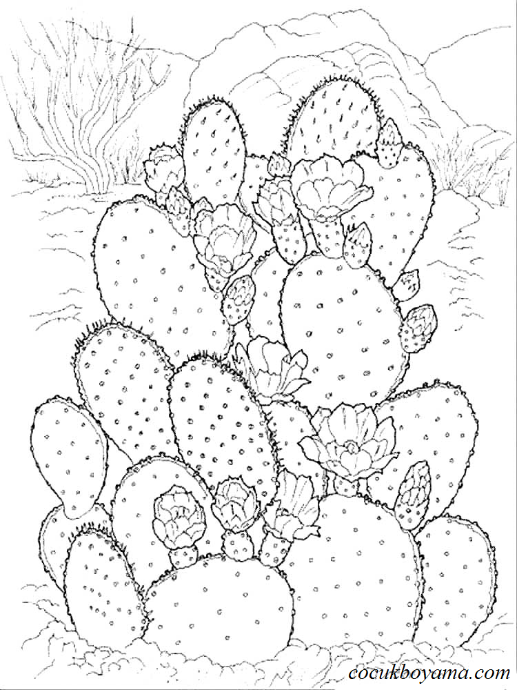kaktus-6