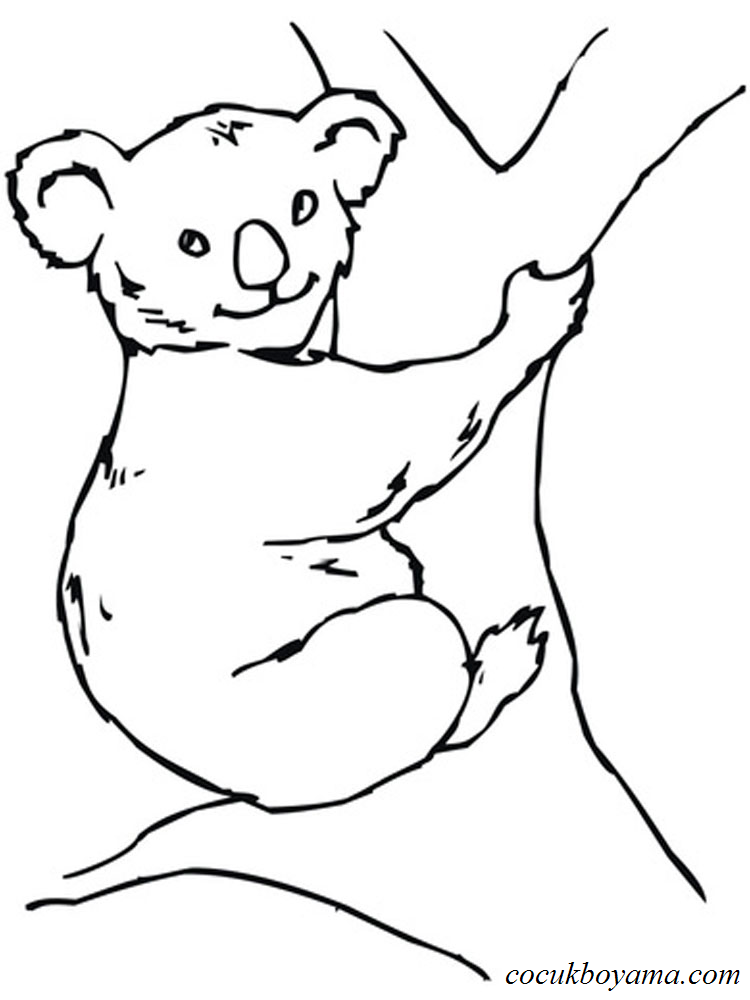 koala