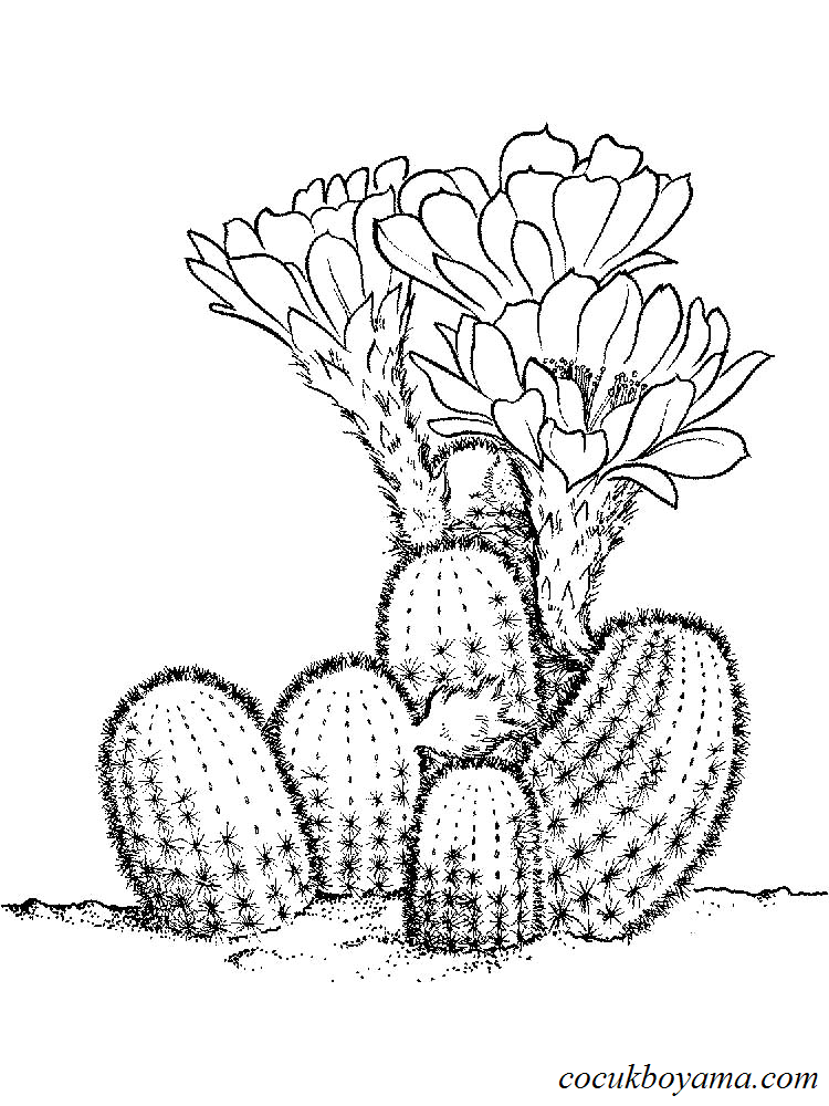 kaktus-9