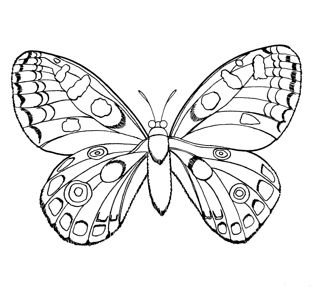 kelebekler-15