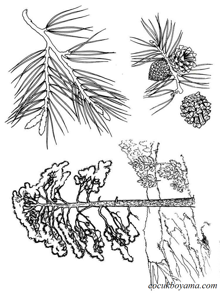 agaclar-4