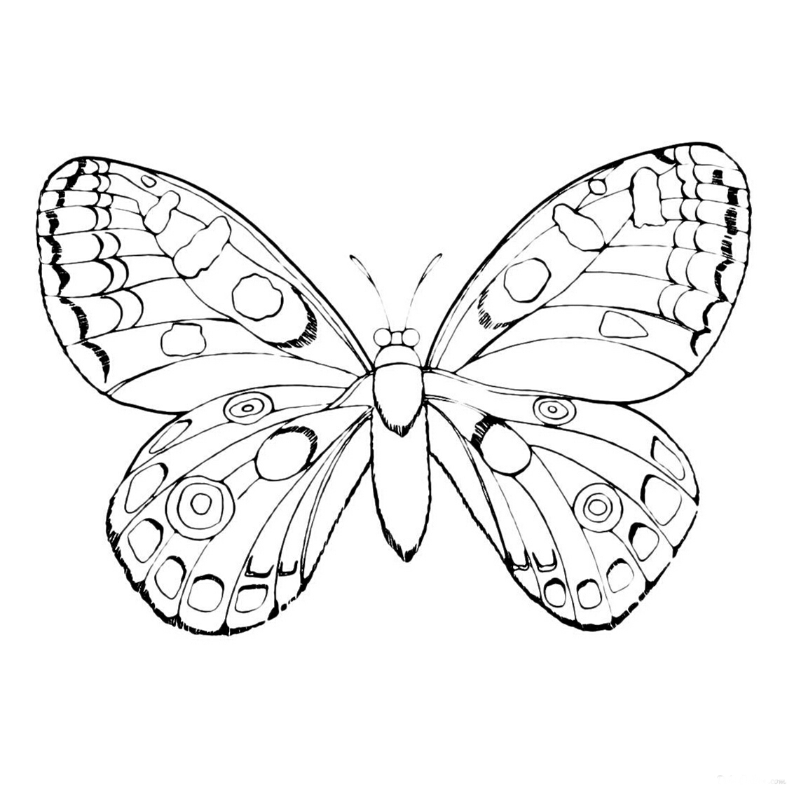 kelebekler-5
